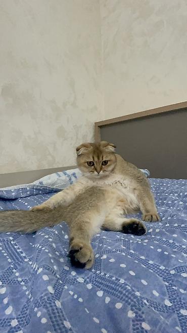 Qızıl şinşilla, Dişi, Yaxşı əllərə, Ünvandan götürmə