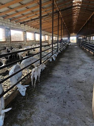 Kommersiya daşınmaz əmlakının satışı: 150 HEKTAR ƏRAZİ satılır İMİŞLİDƏ 110 HEKTAR Mülkiyyət Əkin — 2