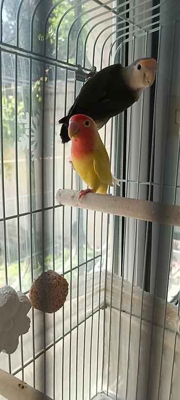 sevgi qusu: Məhsul: Sevgi tutuquşuları (Lovebird) cütü və qəfəs dəsti Təsvir: - — 1