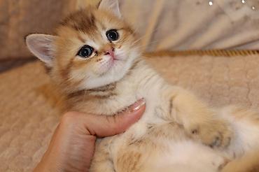 Pişiklər: Qızıl şinşilla, Erkək — 9