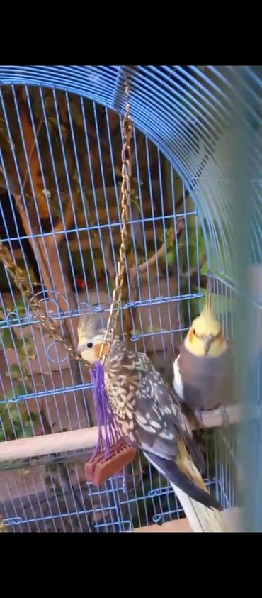 Tutuquşları: Nymph (Cockatiel) cütlüyü və qəfəs dəsti - Növ: Nymph papuqayı — 9