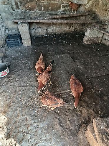 Toyuqlar: Toyuq, Yumurtalıq -da lalafo.az — 12 Toyuqlar: Toyuq, Yumurtalıq — 12