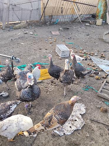 Другие с/х животные: Продаются сельскохозяйственные птицы смешанного поголовья для — 31