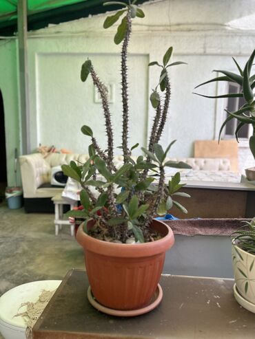Горшки для растений: Продаю комнатные растения вместе с горшками ( керамические)
