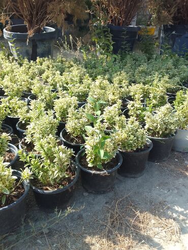 Çöl bitkiləri: Həmişə yaşıl — 29