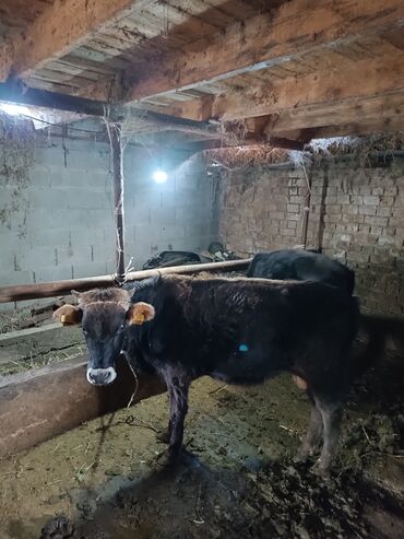 Продам с/х животных: Продаю | Бык (самец) | Швицкая | На забой | Искусственник
