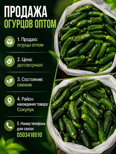 Огурцы Кураж, Оптом