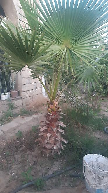 palm: Aqava və palma bitkiləri - Aqava americana (yaşıl-zolaqlı və mavi-boz — 4