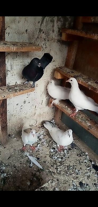 quş tələsi: 6 dene qusdu biri 2 manatdı quslarda berdededi — 1