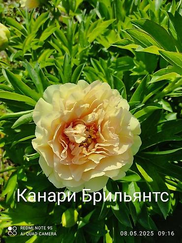 семена мака: Пионы (садовые сорта) Предлагаются декоративные пионы с сортовой — 3
