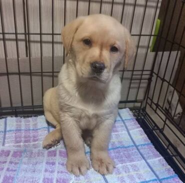 Psi: Labrador štenci na prodaju u žutoj i crnoj boji, oba pola u ponudi — 5