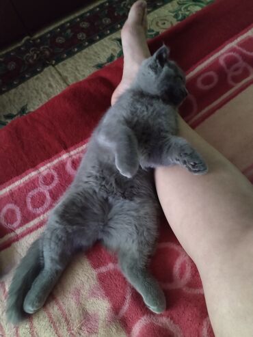 Продажа кошек: Британская короткошёрстная, 3 месяца, Девочка, Лиловый — 19