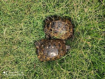Другие животные: Tısbağa 🐢 Kaplumbağa Satılır quru tısbağası həyata bağ evləri üçün — 3