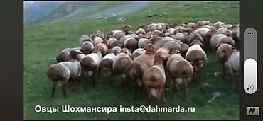 скупка старой одежды: Малчы керек кой бакканга, уй булолуу же бой адам ичимдиктен алыс — 1