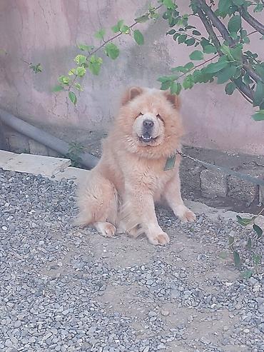 it toy pudel: Çau-Çau, 1 il, Erkək, Peyvəndli — 5