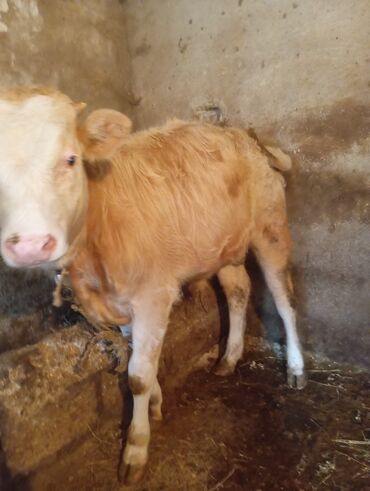 Dana, buzov: Dana, buzov, Dişi, ay: 9, 250 kq, Damazlıq, Ünvandan götürmə — 4