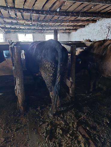 Коровы, быки: Продаю | Корова (самка), Тёлка | Полукровка | На забой | Привязанные — 18