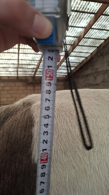 Продам с/х животных: Продаю | Корова (самка) | Алатауская, Швицкая | Для разведения, Для молока | Племенные, Стельные — 7