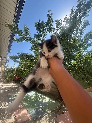 бесплатные котята: Котята даром. очень ласковые и красивые. 2 мальчика и 3 девочки. если — 3