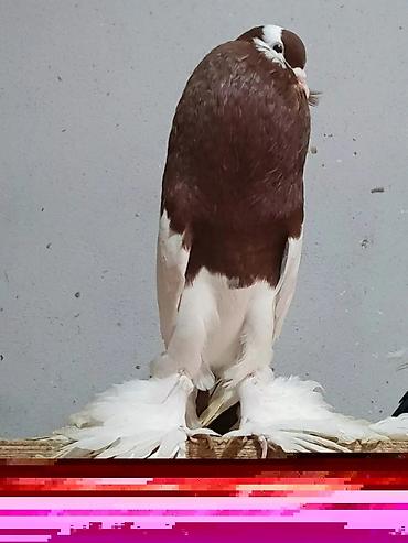 Pişiklər: Pişiklər — 20