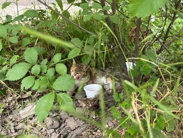 помогу деньгами нуждающимся бишкек: Девочка