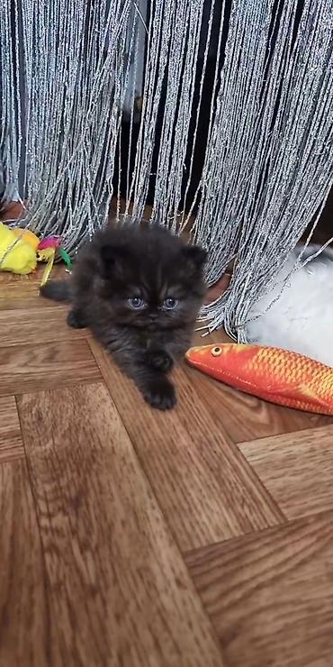 Кошки: Cins: Uzun tüklü, yastı burunlu balaca pişik balası.Persdi.Himalay — 2