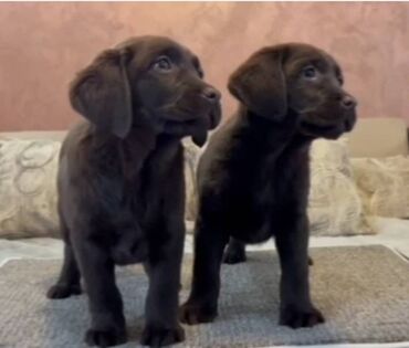 labrador retriever cena: Čokoladni i crni štenci Labrador Retrievera Čokoladni i crni štenci