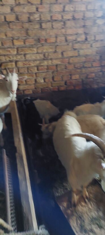 Бараны, овцы: Срочно Срочно продаю Козы молочные 12 штук Прошу 98000сом