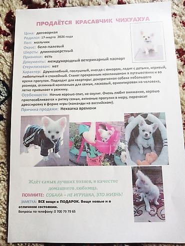 чихуа мини: Миниатюрный щенок-компаньон (порода карликового типа). Белый окрас — 7