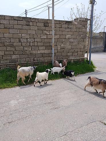 dişi at: 6baş heyvandi 3bala 3ana ( bir dişi 2 Erkey Sani balasıdır) analaradan — 1