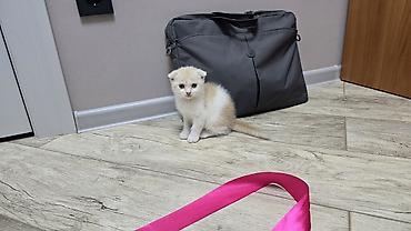 Продажа кошек: Скотиш Фолд (Шотландская вислоухая), 1 месяц, Девочка, Голубой, Приучена к лотку — 6