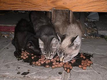объявления про котят: Отдам котят в добрые руки. Описание: - Три котёнка разного окраса — 1