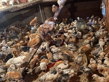 Toyuqlar: Satılır durçinka,serbilis,hündüşka -da lalafo.az — 8 Toyuqlar: Satılır durçinka,serbilis,hündüşka — 8