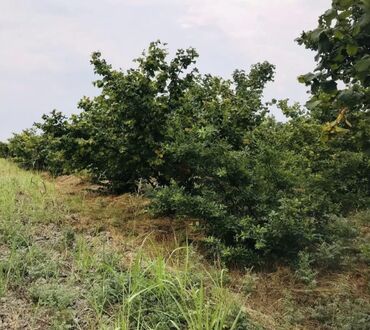 Torpaq sahələrinin satışı: 138 sot, Kənd təsərrüfatı, Maklerlər narahat etməsin, Kupça (Çıxarış)