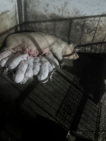 вьетнамские свиньи: Продаю | Поросенок