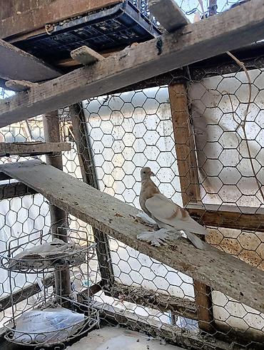 Птицы: Продаю молодых голубей 1 шт стоит пятьсот сом окончательно родители — 5