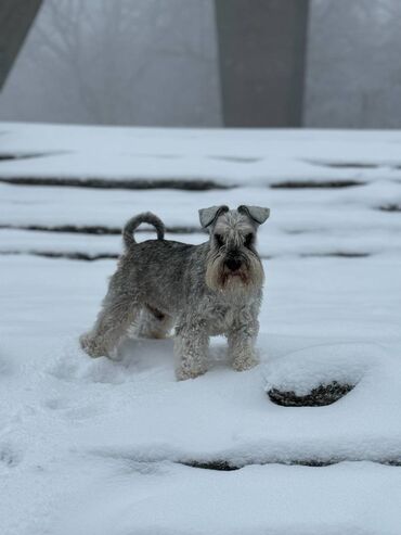 Psi: Odgajivacnica Pet house nudi prelepe stence Patuljastog snaucera Biber — 18