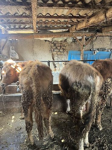 Коровы, быки: Продаю | Бык (самец) | Для разведения — 2