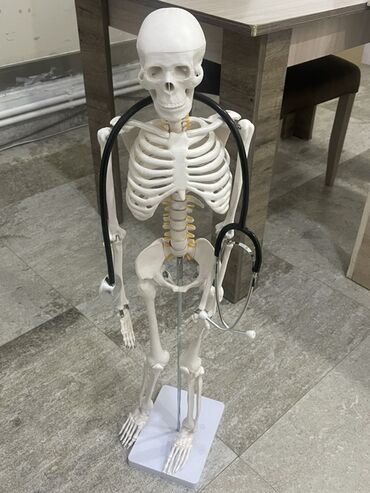 Digər tibbi məhsullar: Bu insan skeleti modeli tibbi təhsil və ya anatomiya öyrənmək üçün