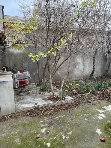 Bağ evlərinin satışı: Bakı, 80 kv. m, 2 otaqlı, Hovuzsuz, Kombi, Su, Qaz -da lalafo.az — 23 Bağ evlərinin satışı: Bakı, 80 kv. m, 2 otaqlı, Hovuzsuz, Kombi, Su, Qaz — 23