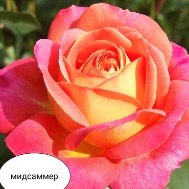 Şitillər: Məhsul: Bağ bitkiləri və meyvə fidanları seçimi - Hibiskus (Rose of — 63