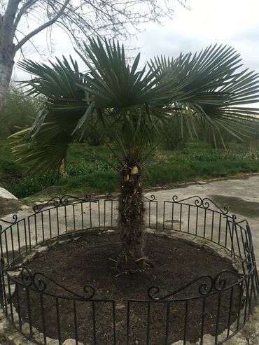 Bağ evlərinin satışı: Xudat, 80 kv. m, 8 otaq -da lalafo.az — 11 Bağ evlərinin satışı: Xudat, 80 kv. m, 8 otaq — 11