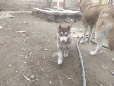сибирский ель in Кыргызстан | САЖЕНЦЫ: Сибирский Хаски 2 месяца