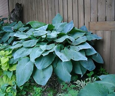 Сирень: Фото1-3 Сирень махровая на срез для букетов, с потрясающим ароматом — 7