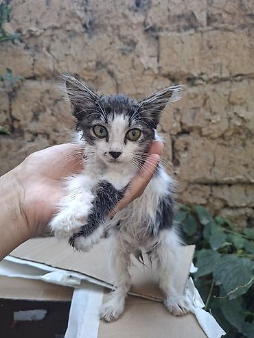 питинитка jack: Котёнок мальчик, 2-ух месячный, ласковый (отдадим даром). И в добрые и — 2