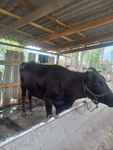 коровы животные: Продаю | Корова (самка) | Полукровка | Для молока