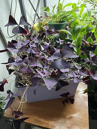 Драцены и Сансевиерии: Адаптированные пересаженные в горшках. Сансеvierия (Sansevieria — 23