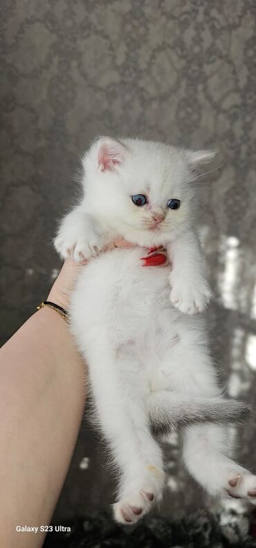 Pişiklər: Ağ balaca pişik balası – mavi gözlü, tükləri yumşaq və sıx. Üzündə və — 4