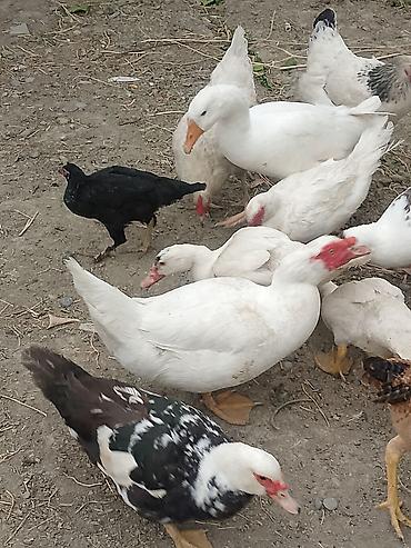ordək balası və cucə: BİR CUT LAL ORDEK — 3