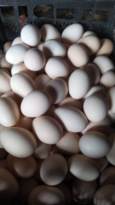 lal ördək yumurta: Kənd yumurtası o.25 q